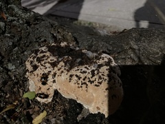 Pseudoinonotus