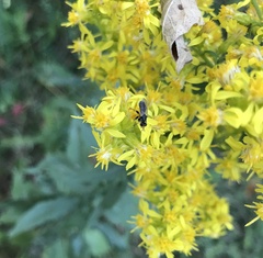 Thecophora