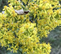 Thecophora