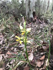 Diuris sulphurea