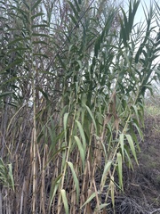 Arundo