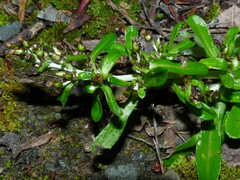 Gamochaeta americana