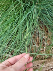 Poa poiformis