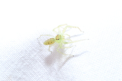 Lyssomanes viridis