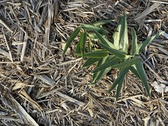 Asclepias asperula