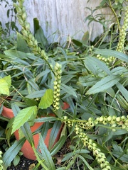 Physostegia virginiana