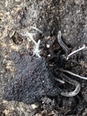 Enchytraeidae