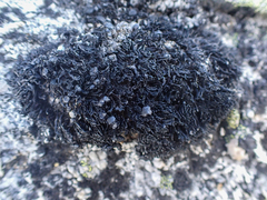Cornicularia normoerica