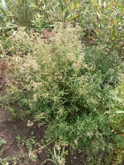 Galium boreale