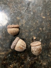 Quercus shumardii