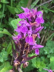 Dactylorhiza saccifera