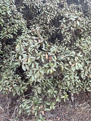 Myoporum laetum