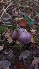 Cortinarius lebre