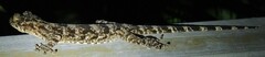 Gekko chinensis