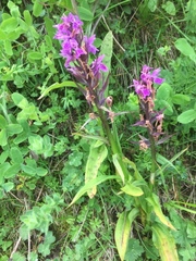 Dactylorhiza saccifera