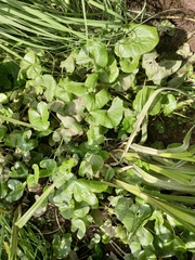 Caltha palustris