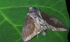 Ercheia cyllaria
