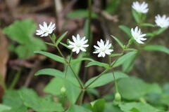 Stellaria pubera