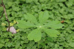 Podophyllum peltatum
