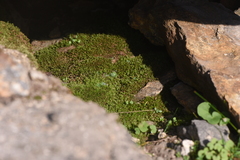 Mniaceae
