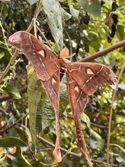 Coscinocera hercules