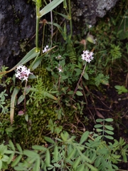 Crusea hispida