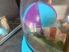 Camponotus consobrinus