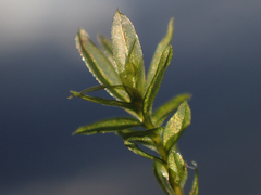 Mniaceae