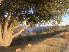 Quercus agrifolia agrifolia