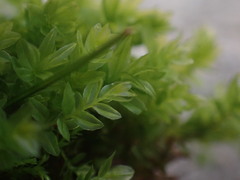 Mniaceae