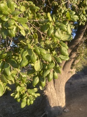 Quercus agrifolia agrifolia