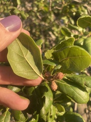 Quercus agrifolia agrifolia
