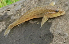 Monkey Goby photo 3