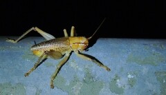 Ocellarnaca