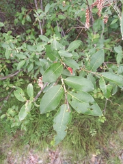 Salix hastata