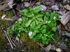 Gamochaeta americana