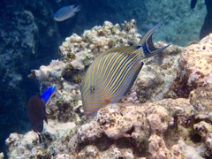 Acanthurus lineatus