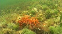 Eucheuma isiforme