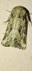 Luperina dumerilii