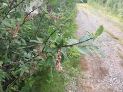 Salix hastata