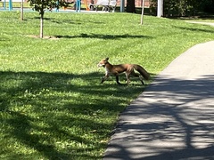 Vulpes vulpes