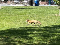 Vulpes vulpes