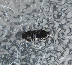 Glischrochilus quadrisignatus