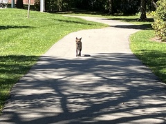 Vulpes vulpes