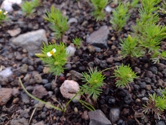 Tagetes filifolia