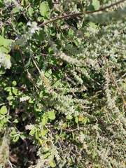 Aloysia
