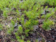 Tagetes filifolia