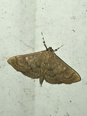 Psara obscuralis