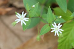 Stellaria pubera