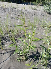 Salix schwerinii